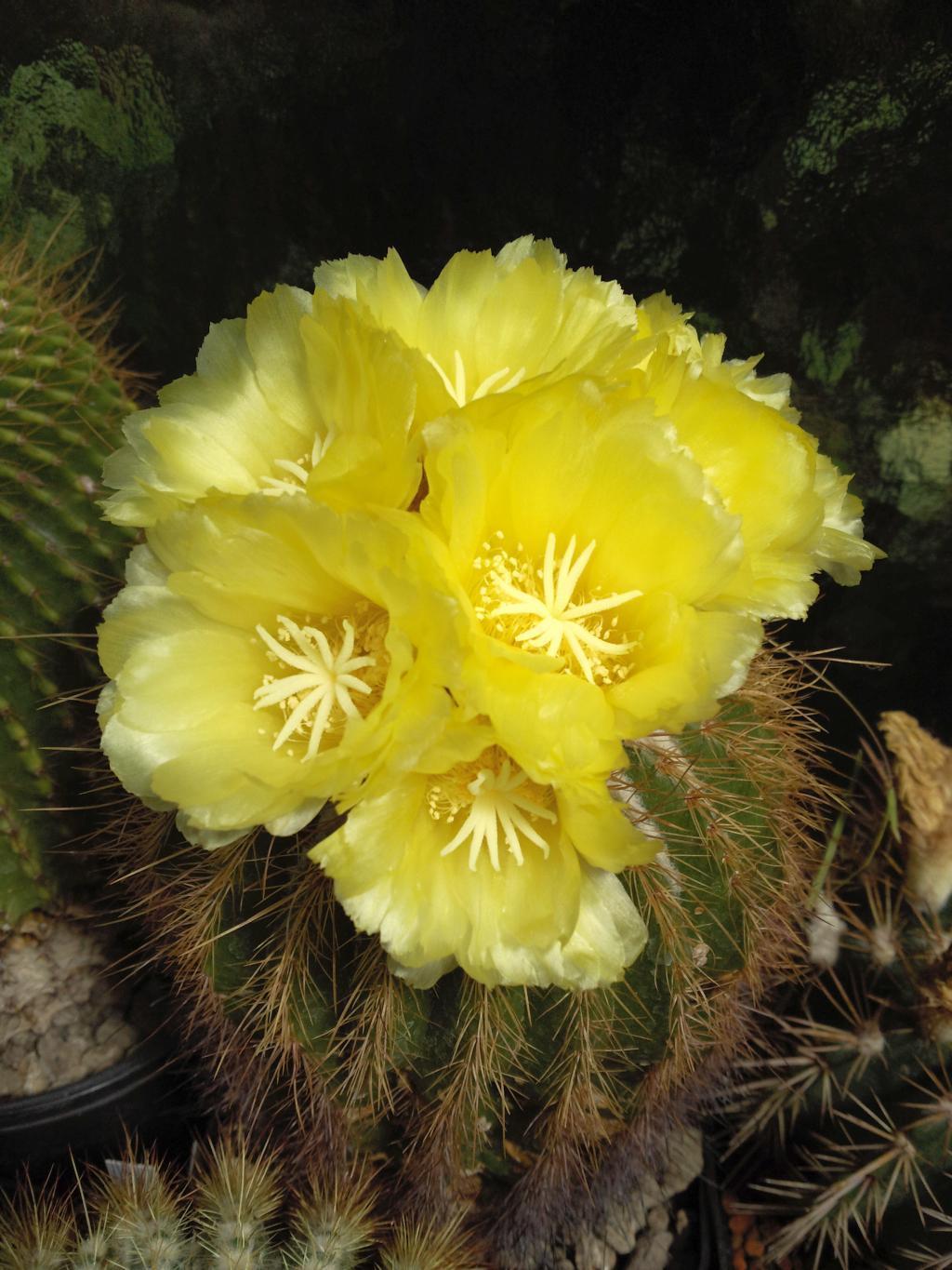 Eriocactus claviceps